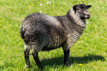 Sheep on green meadow