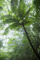 Kinsakubaru primeval forest