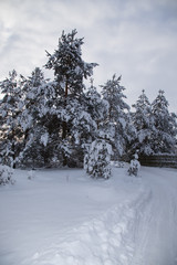 Cold russian snow winter
