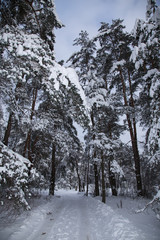Cold russian snow winter