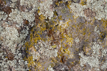 Stone and lichen texture
