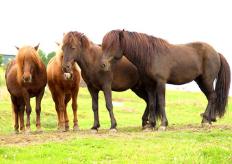 Fototapeta premium Herd of horses are on the field 