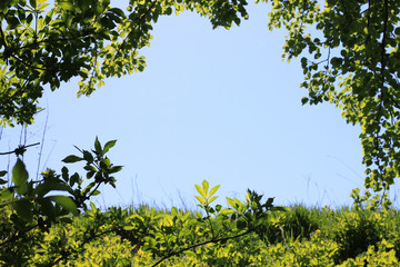 Photo of clear blue sky in natural green frame of grass, leaves and branches of bushes and trees with space for text. Abstract photo of beautiful summer landscape for advertising text placements.
