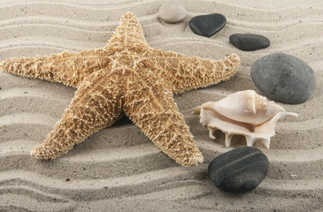 Fototapeta na wymiar A starfish on the sand with rocks and shells. For meditation