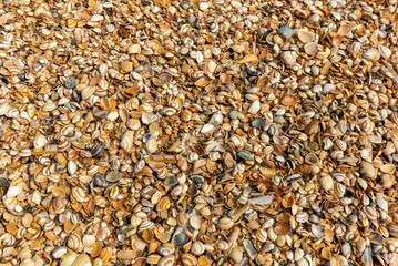 Seashells Background Texture