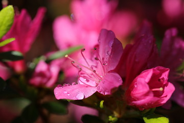 Blüte eines Zwergrhododendrons nach dem Regen