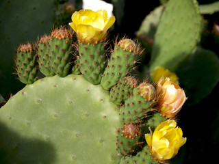 Prickly pears in a row of flowers and thorns