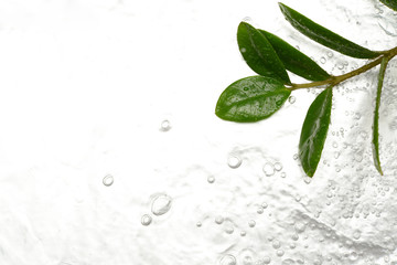 観葉植物の葉