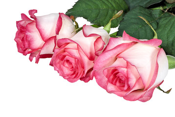 Three pink roses on white background