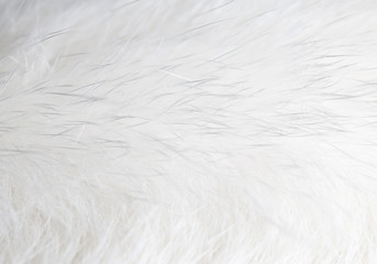White hair on the cat as background
