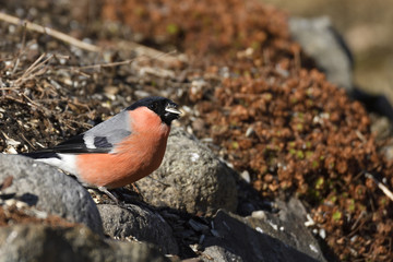 Close-up of a male bullfinch (Pyrrhula pyrrhula) with a sunflower seed in his beak