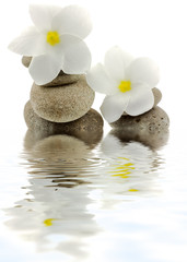 fleurs blanches de frangipanier sur galets, fond blanc