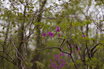 rhododendron