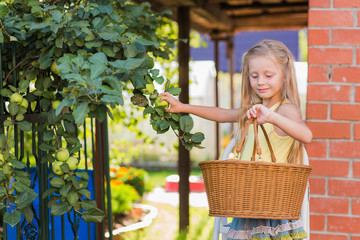Fototapeta premium Cute little girl is picking apples on summer day