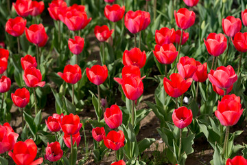 Beautiful red tulips in nature