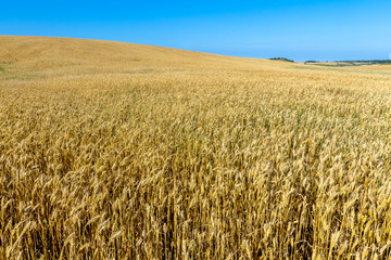 Field of wheat