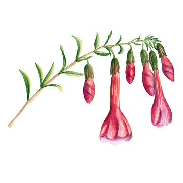 Flower branch of Cantua buxifolia. Batanic watercolor illustration