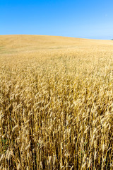 Field of wheat