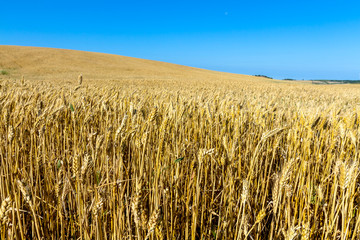 Field of wheat