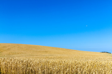Field of wheat