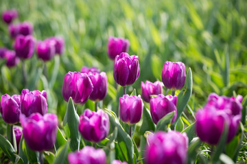 Beautiful purple tulips in nature