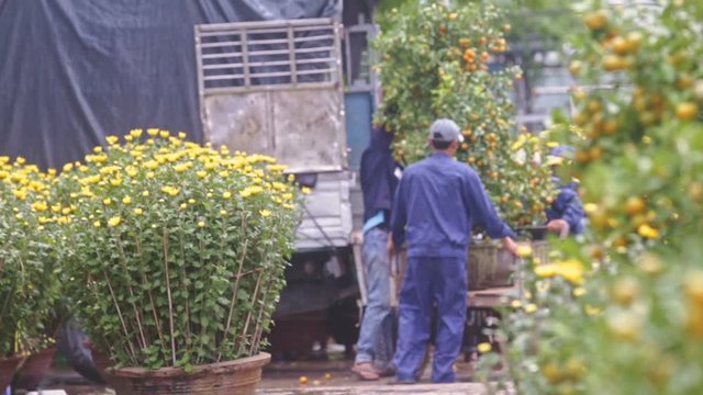 Workers Carry Tangerine Tree Pots on Cart and Big Tree Falls
