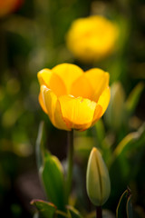 Beautiful yellow tulips in nature