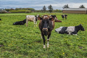 Cows in a rural countryside