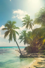 Beach with coconut palm,  uninhabited tropical island