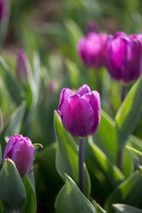 Beautiful purple tulips in nature