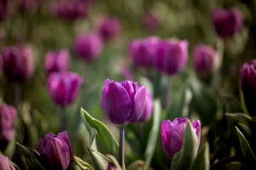Beautiful purple tulips in nature