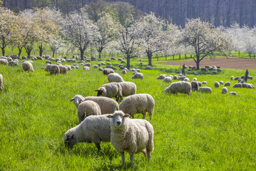 Fototapeta premium Sheep_1198