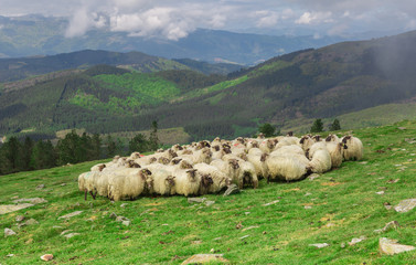 Rebaños de ovejas en los montes vascos