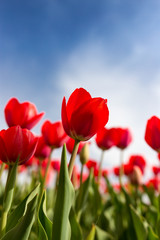Fototapeta na wymiar Red tulips against the blue sky in the nature