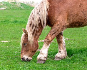 Naklejka na ściany i meble Norwegian horse in the pasture