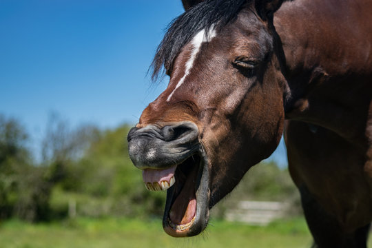 Horse Portrait