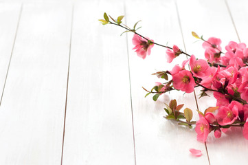Spring pink flowers on a white wooden background with copy space. Blooming Spring Wooden Background.