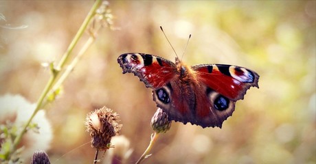 Butterfly Aglais io