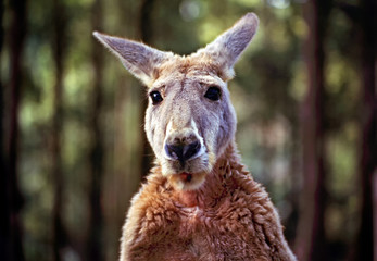 Curious face of ageing male kangaroo looks on and poses for portrait in forest of Australia.