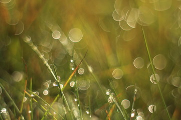 Obraz premium Magic blurred grass morning dew nice macro photo background