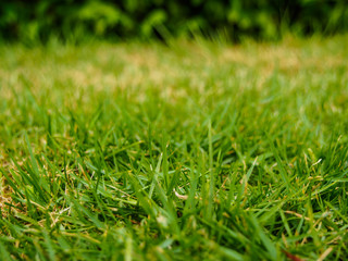 selective focus of green grass in the meadow