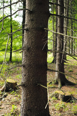 Old wood and spruce tree
