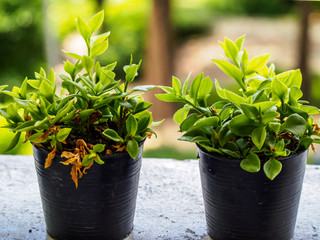plant in the pot on nature background