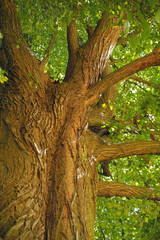 Fototapeta na wymiar Linden tree with old bark