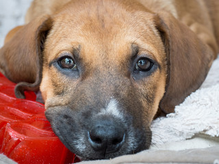 Close up of brown puppy