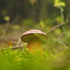 Young boletus mushroom macro photo