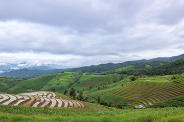 Fototapeta na wymiar Terraced Rice Field with Hut and Mountain Background , Chiang Mai in Thailand ,Blur Background
