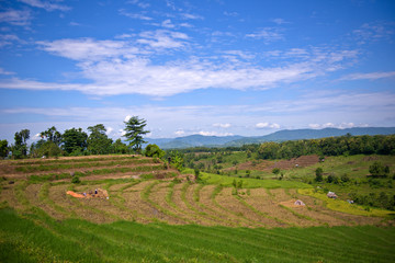 Fototapeta na wymiar Rice Field at sumbawa
