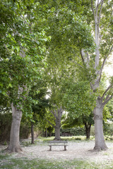 Preciosos árboles en el parque