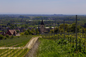Fototapeta premium Burkheim am Kaiserstuhl Reben 